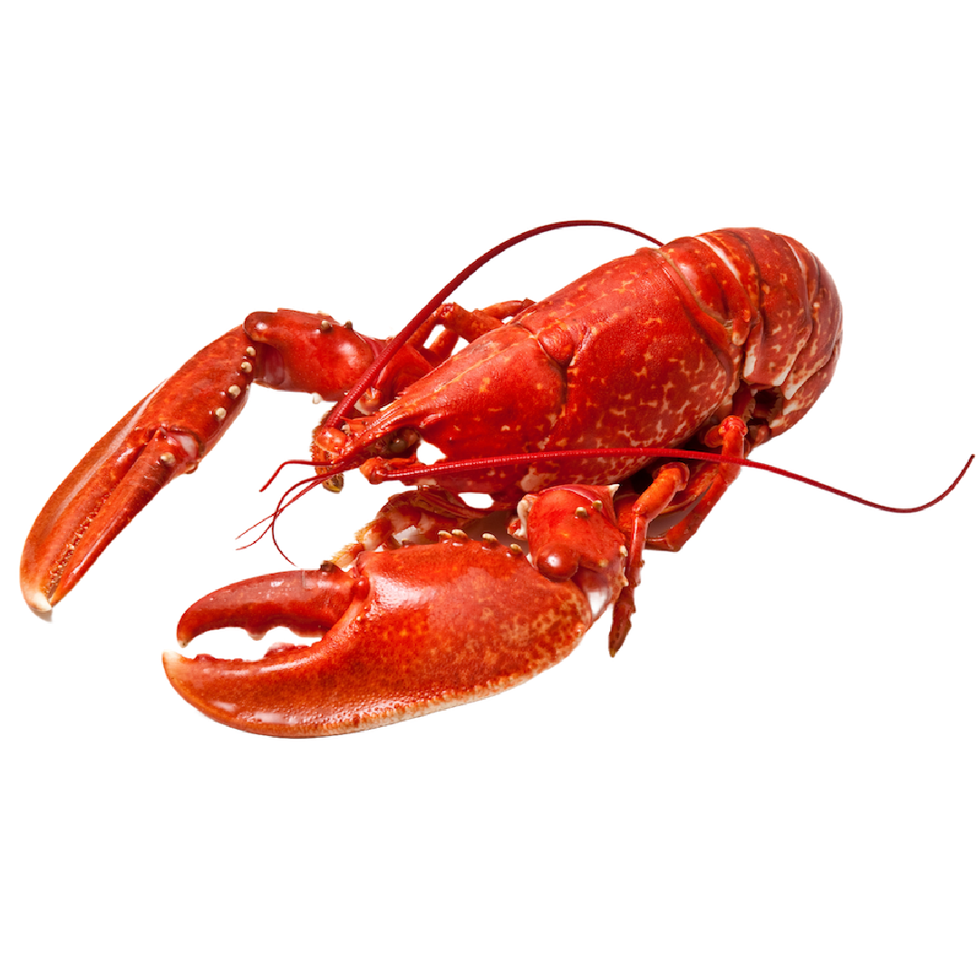 A cooked lobster with a red shell