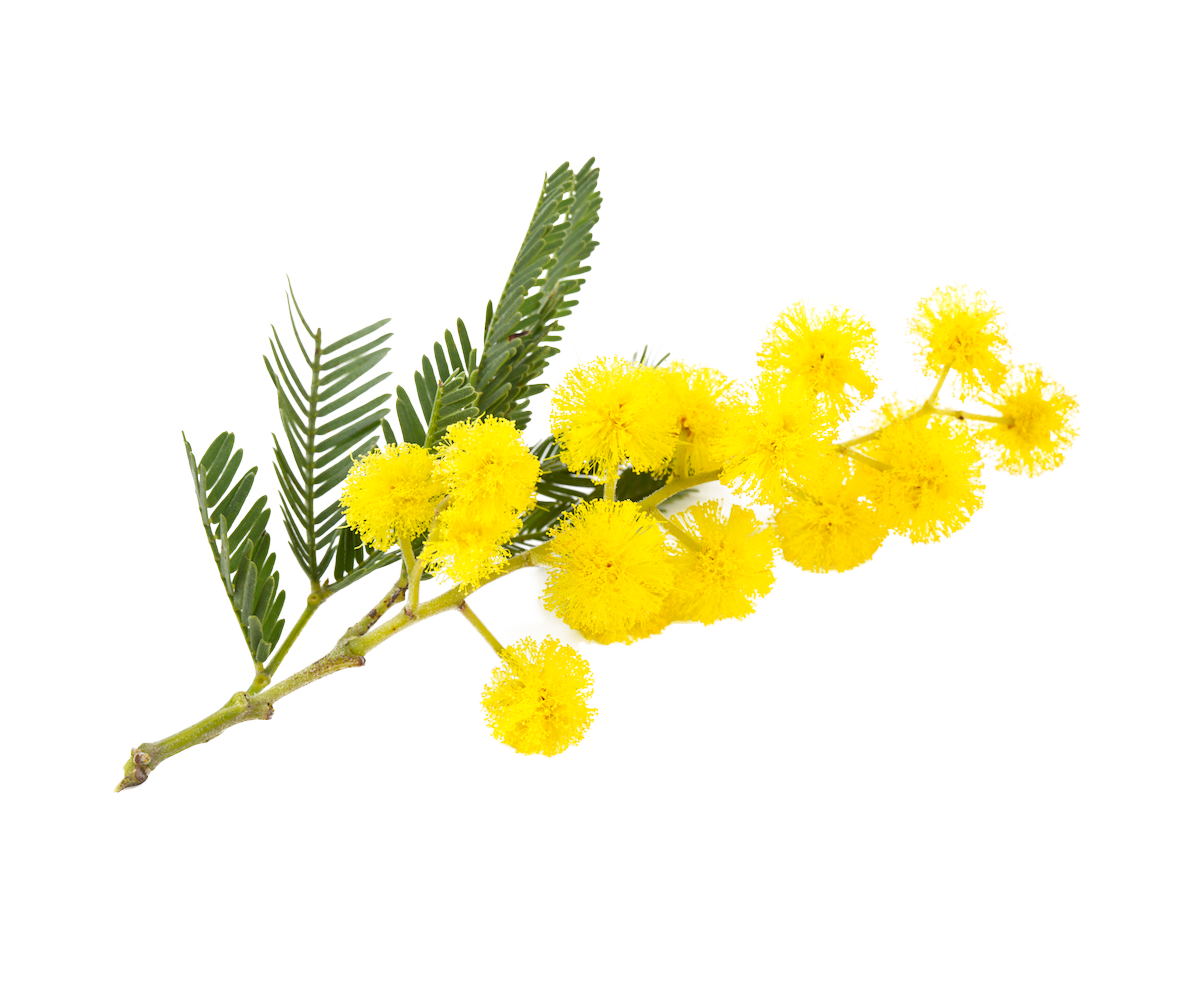 A branch of a mimosa tree with small bright yellow flower and small thin leaves